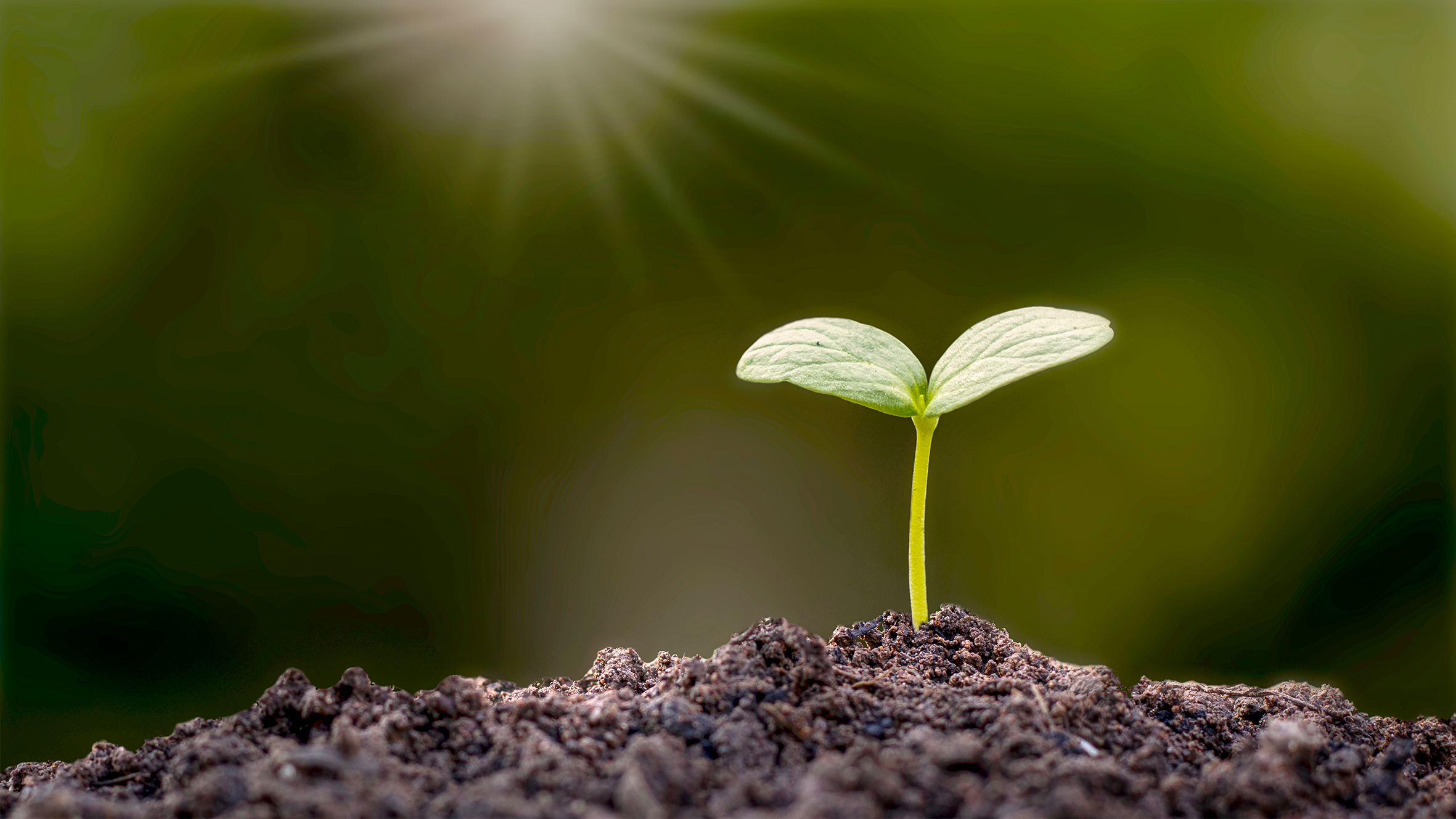 Arthon - stock.adobe.com l, concepts of sustainable agriculture and plant growth.